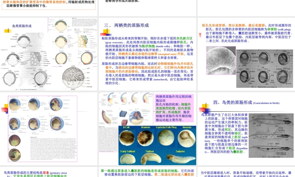 A-第4章--原肠形成.ppt