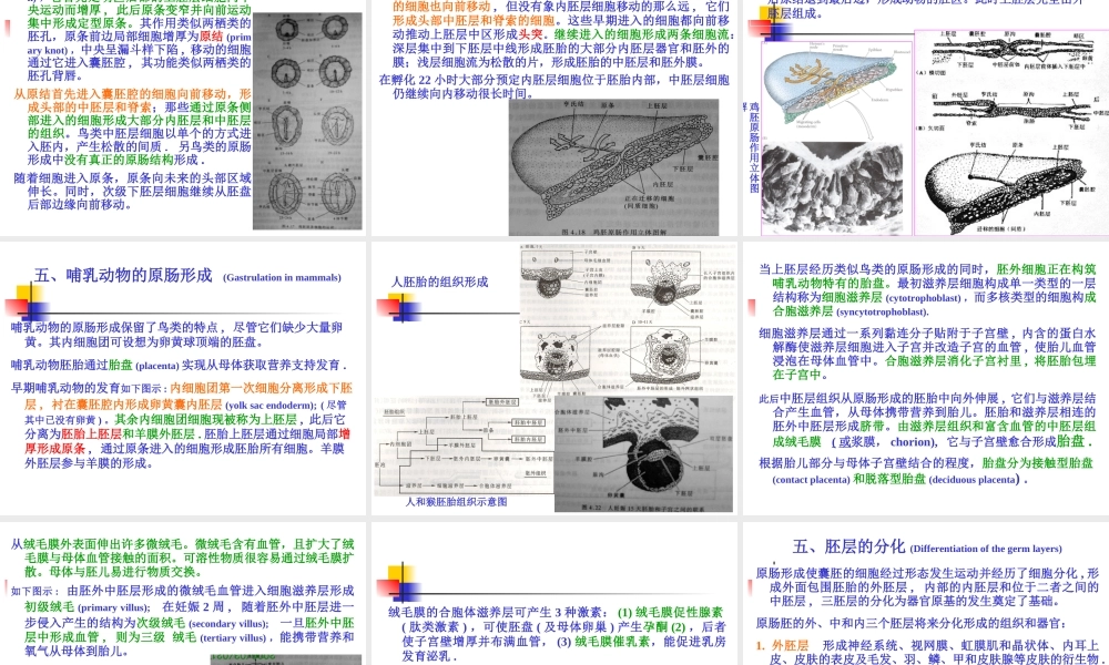 A-第4章--原肠形成.ppt