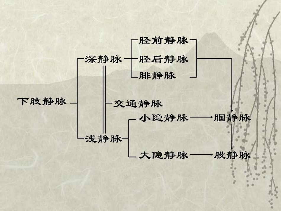 下肢静脉曲张1.ppt_第3页