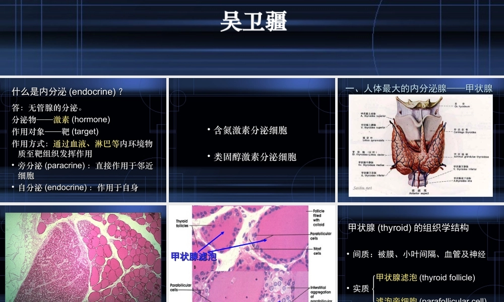 9.内分泌系统.ppt