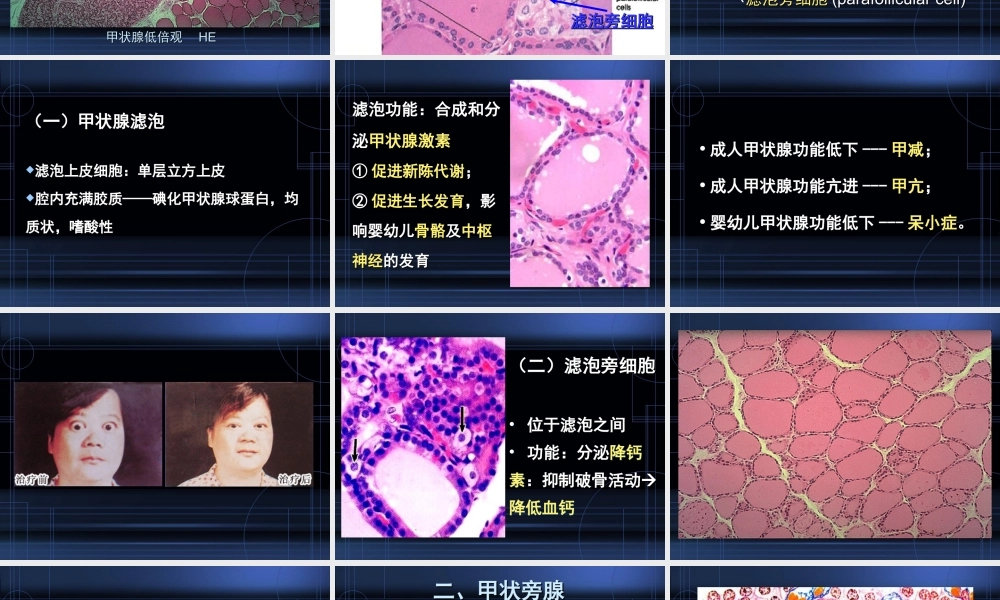 9.内分泌系统.ppt