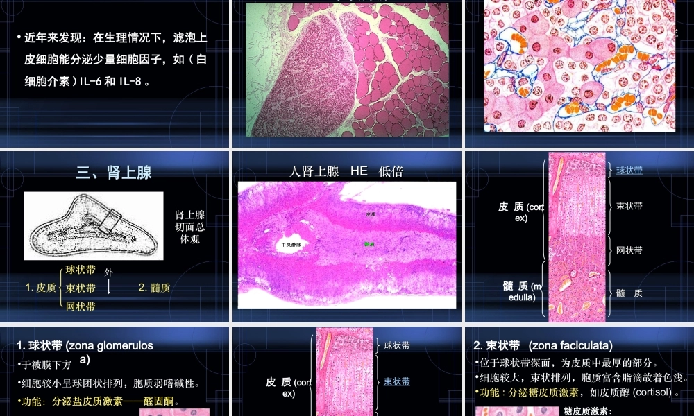 9.内分泌系统.ppt