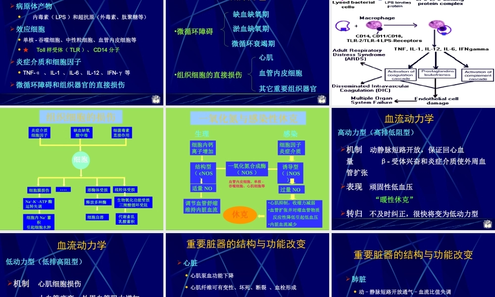 CP4-12感染性休克概述.ppt