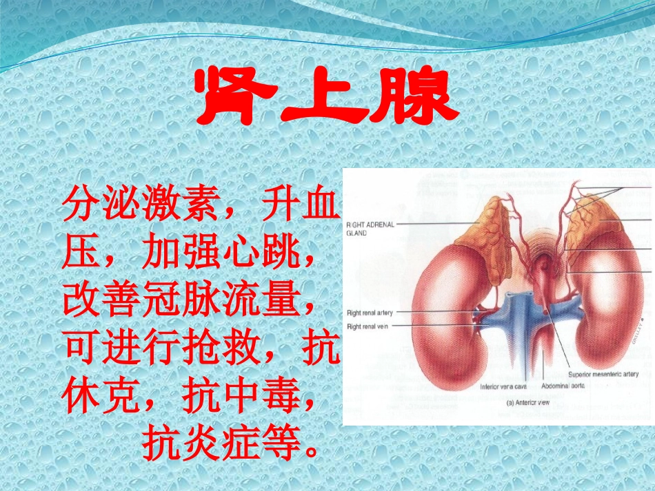 五脏六腑的功能.pptx_第1页