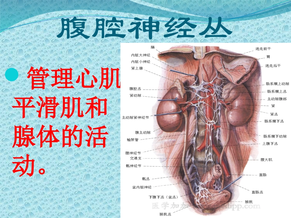 五脏六腑的功能.pptx_第2页
