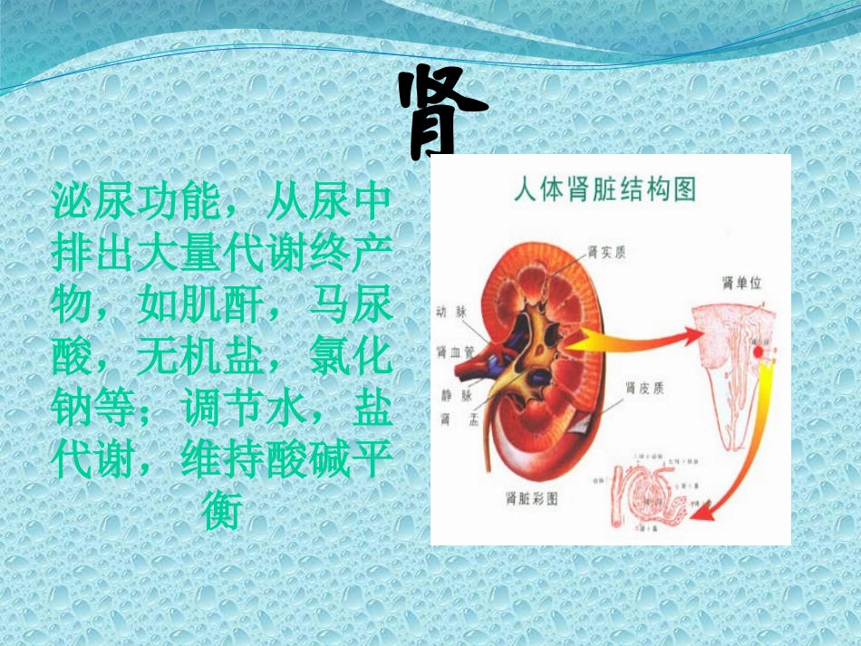 五脏六腑的功能.pptx_第3页