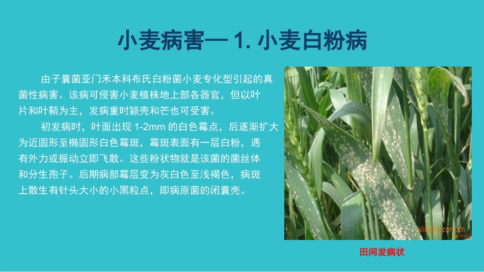小麦病虫害图谱.pptx_第3页
