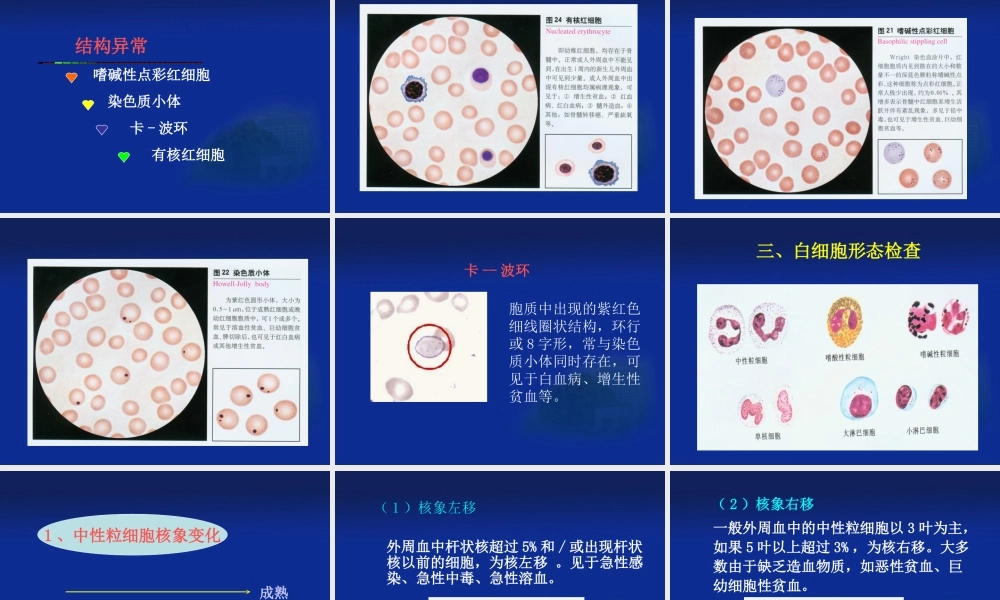 一般血液学检验.ppt