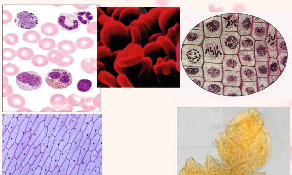 一章-第2节-细胞的多样性和统一性.ppt