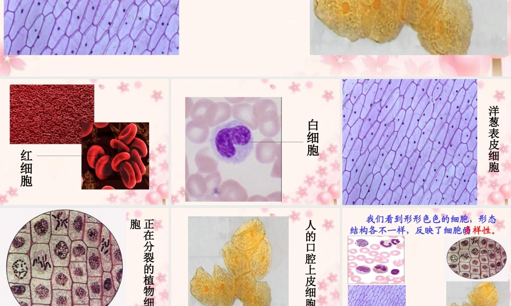 一章-第2节-细胞的多样性和统一性.ppt