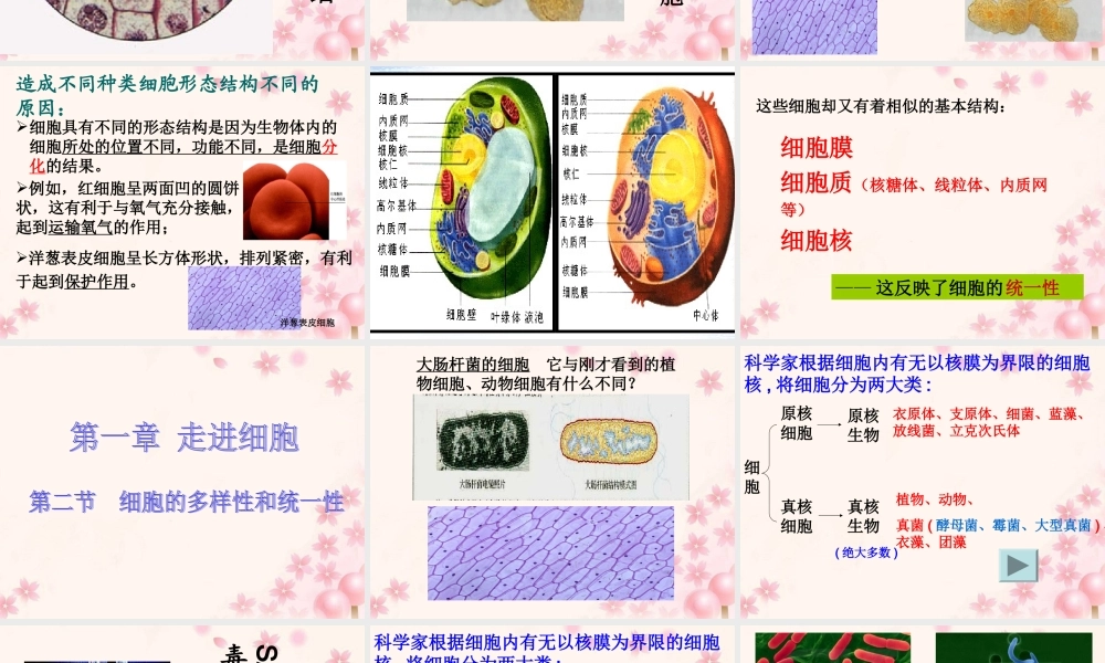 一章-第2节-细胞的多样性和统一性.ppt