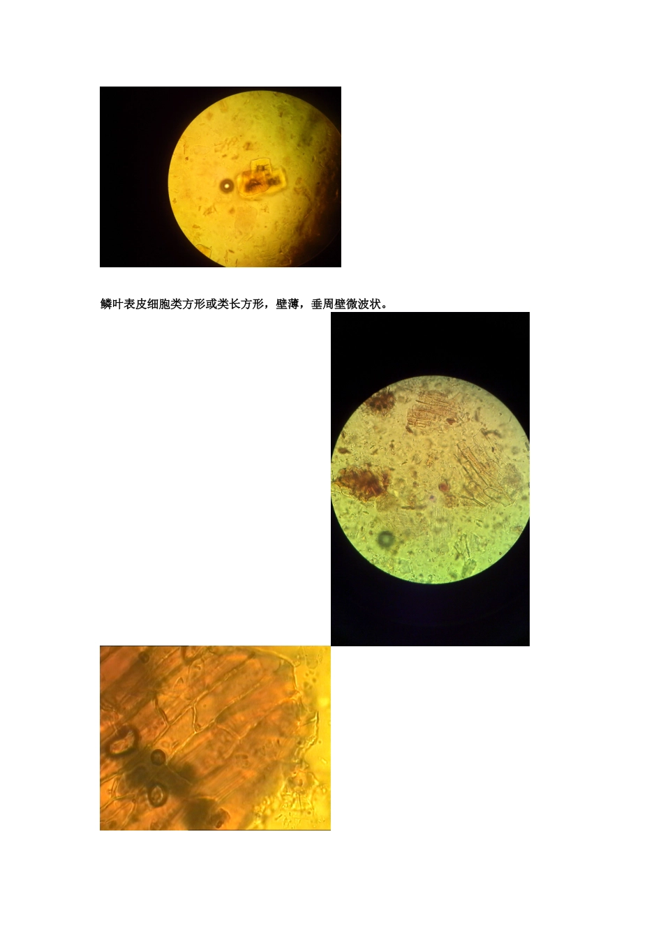 生药粉末显微特征及彩图.doc_第3页