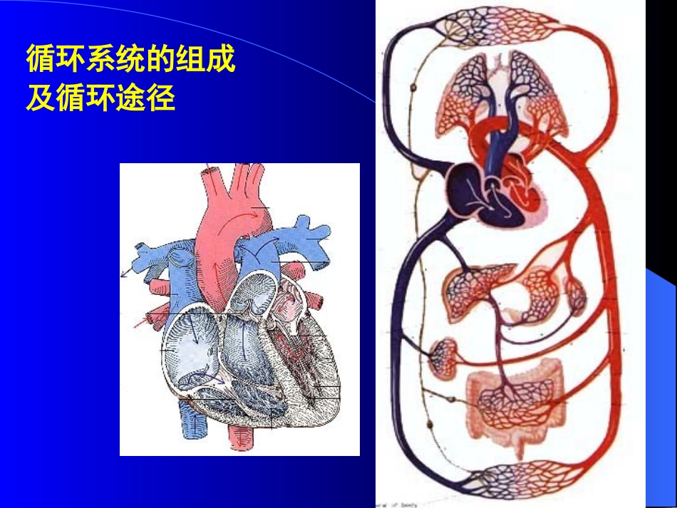 心脏瓣膜病1.ppt_第3页