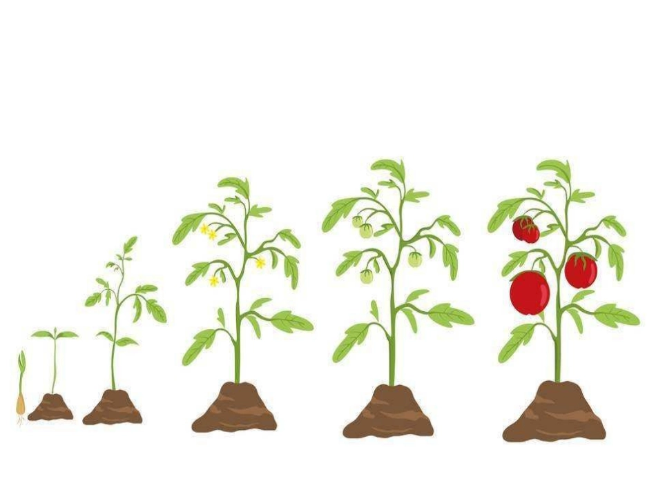 北师大版生物七年级上册.pptx_第2页