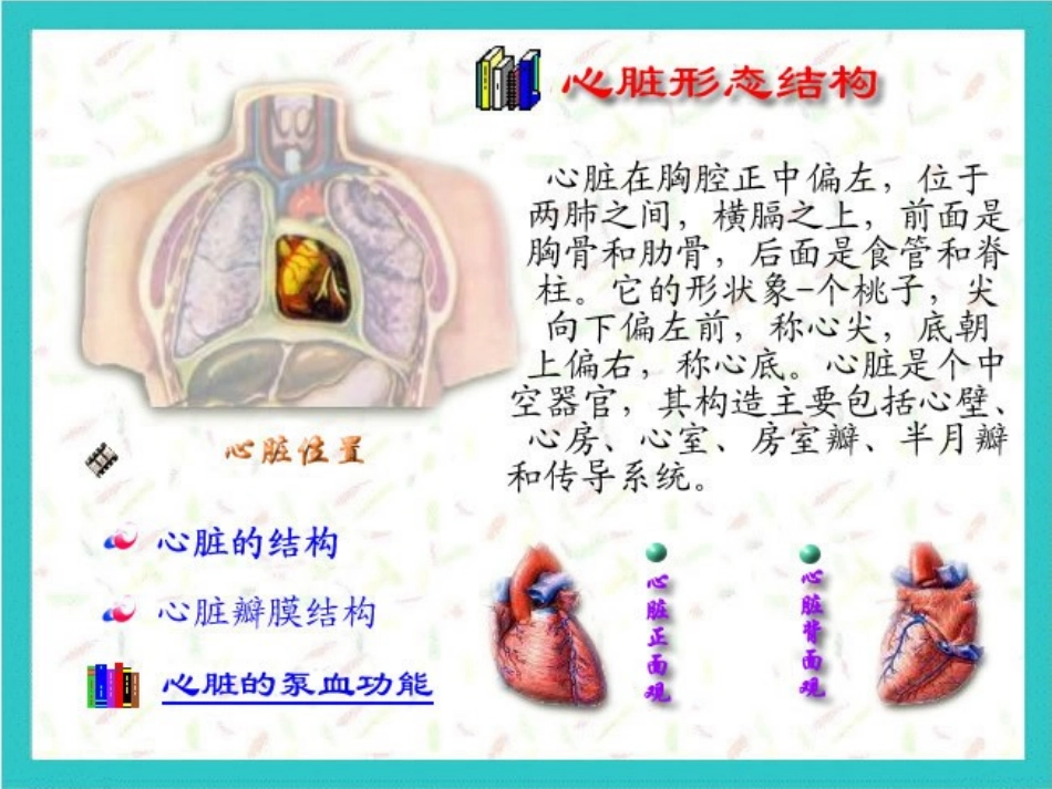 心脏检查(视触叩).ppt_第3页