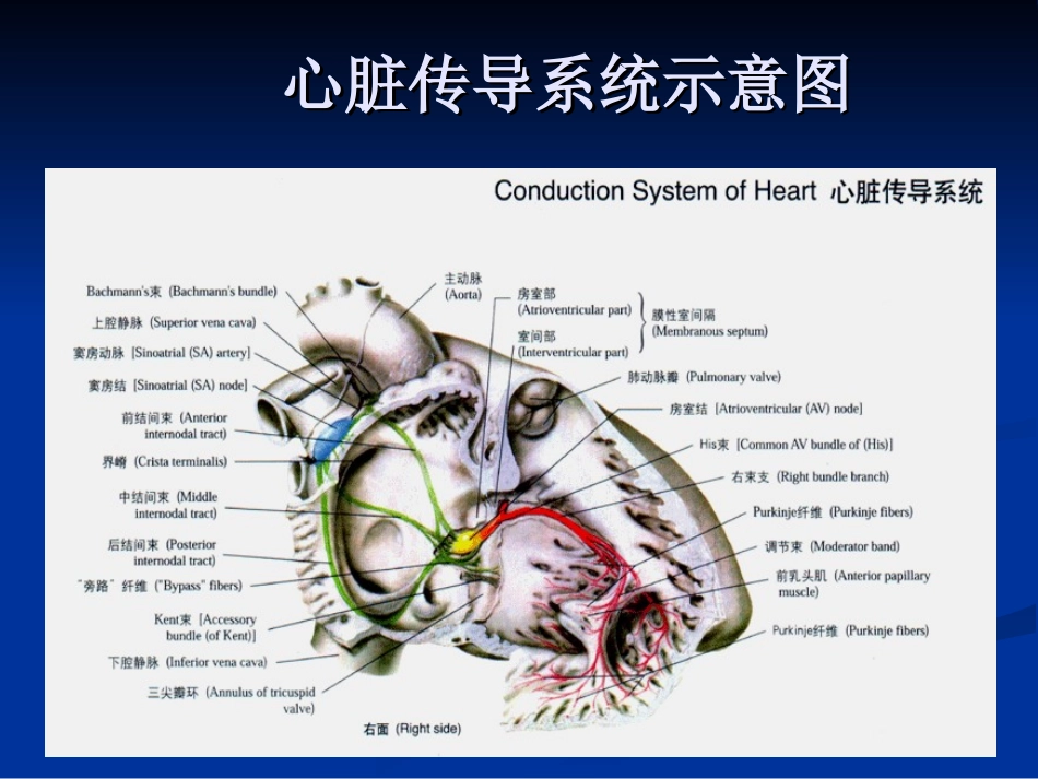 心律失常急诊处理新进展.ppt_第3页