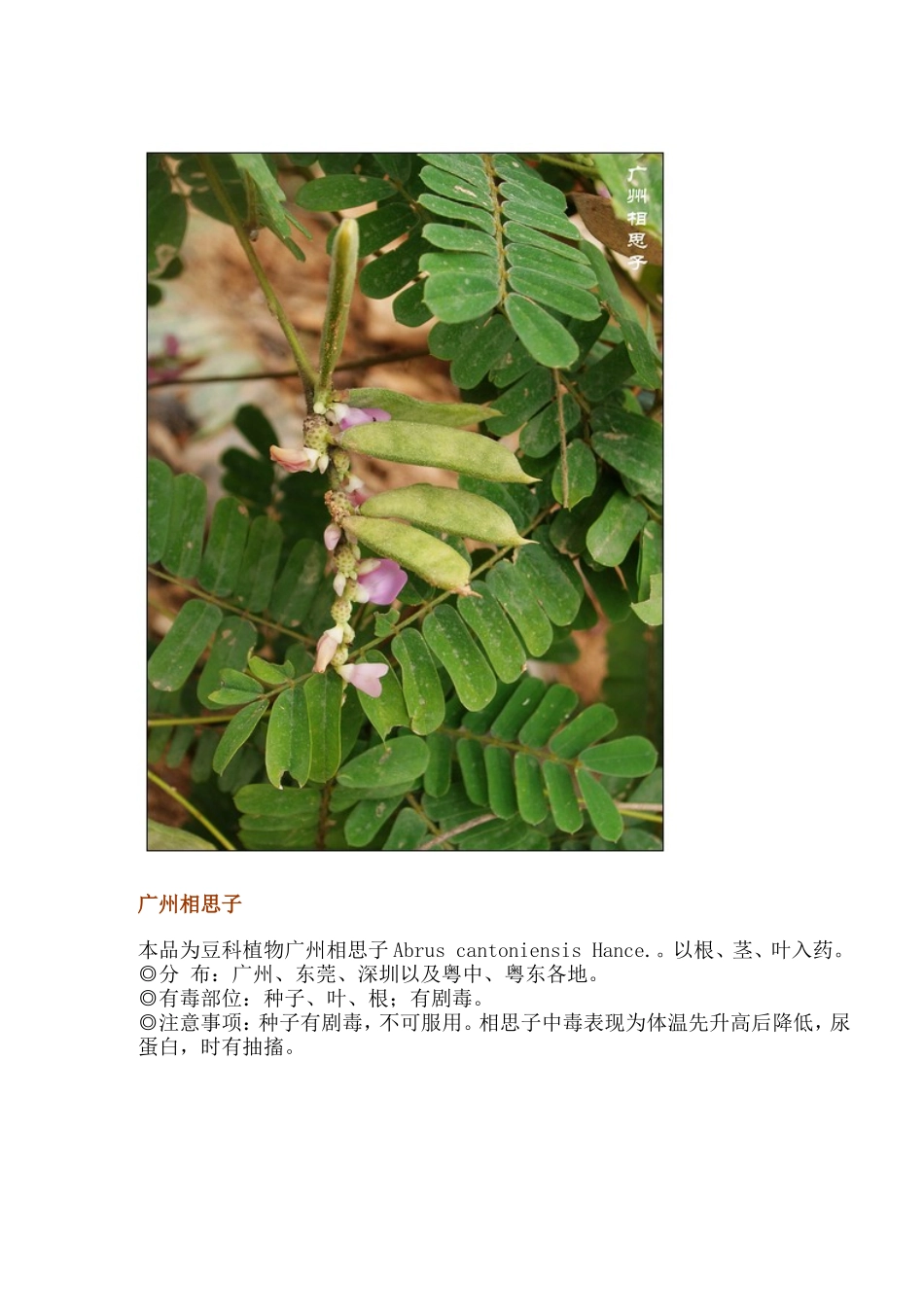 有毒植物图片.doc_第2页