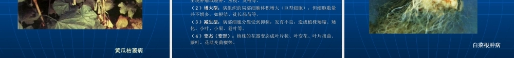 植物病害基础知识.ppt