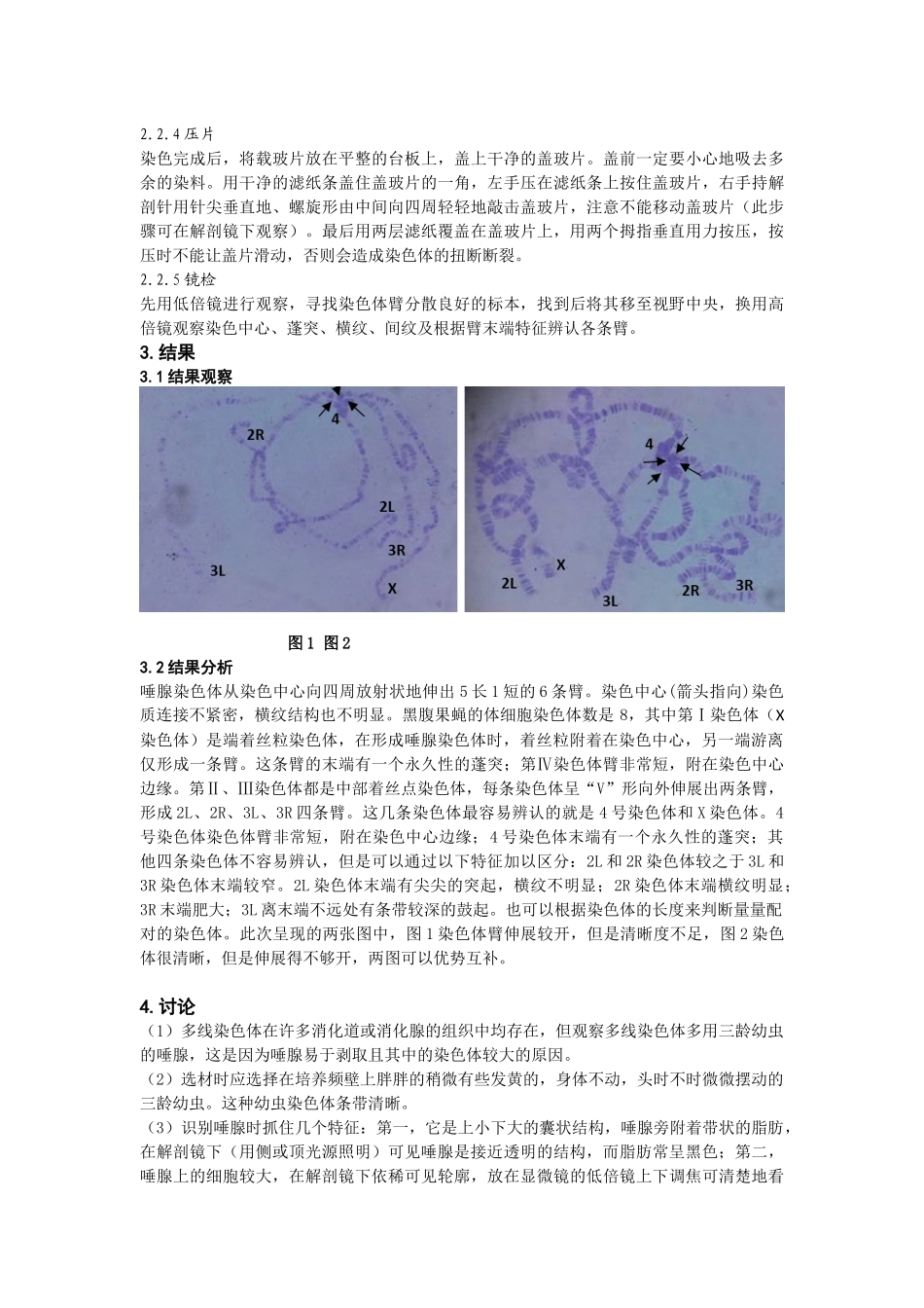 果蝇唾腺染色体的标本制备和观察.docx_第3页