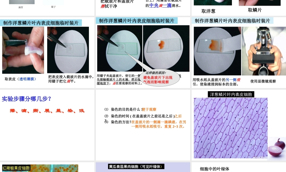 植物细胞(新人教版).ppt