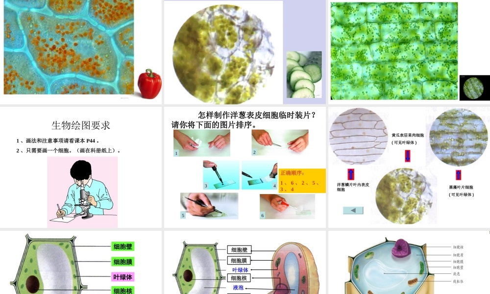植物细胞(新人教版).ppt