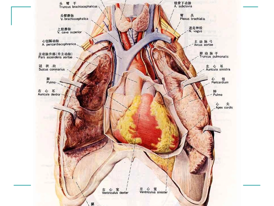心脏检查(1).ppt_第3页
