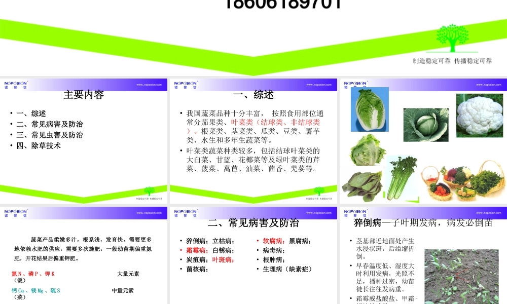 叶菜类病虫害植保知识.ppt