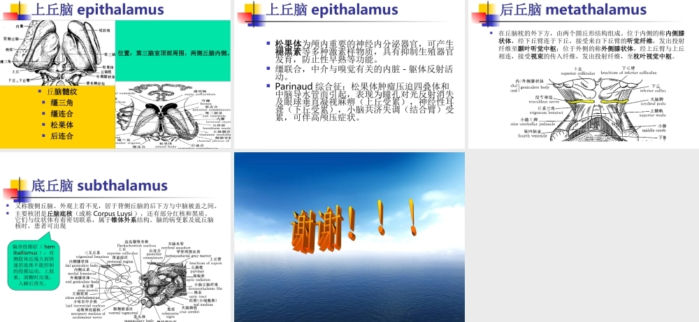 丘脑结构及功能.ppt