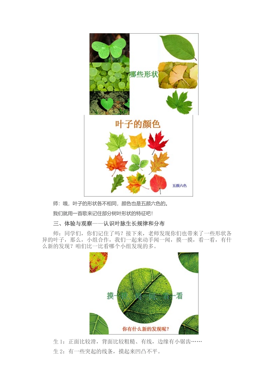 叶子上的小血管.docx_第3页