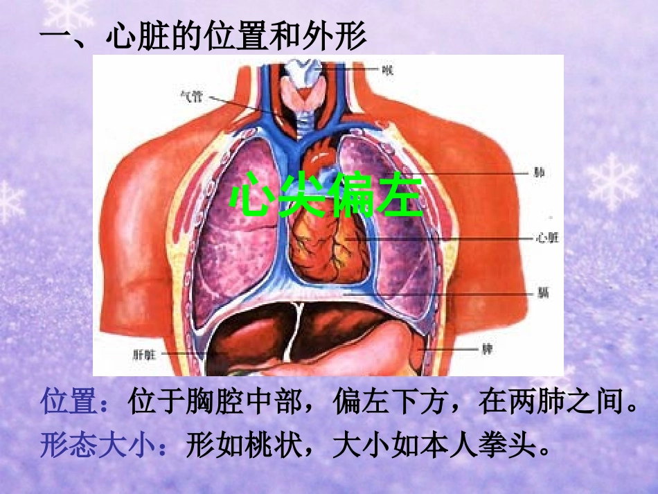 心脏的结构和功能.ppt_第3页