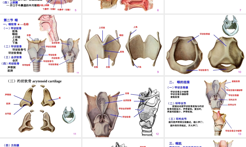 呼吸系统-程葆华1.ppt