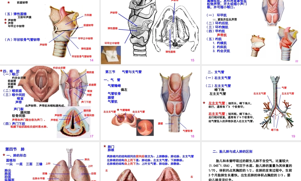 呼吸系统-程葆华1.ppt