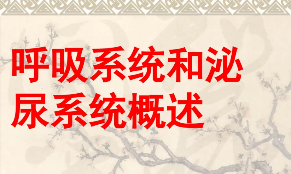呼吸系统和泌尿系统概述.ppt