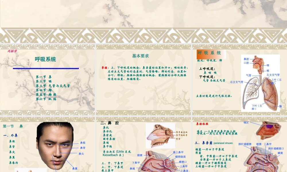 呼吸系统和泌尿系统概述.ppt