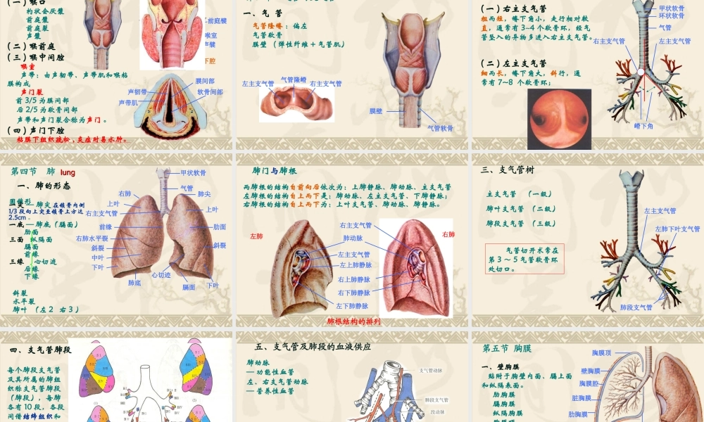 呼吸系统和泌尿系统概述.ppt