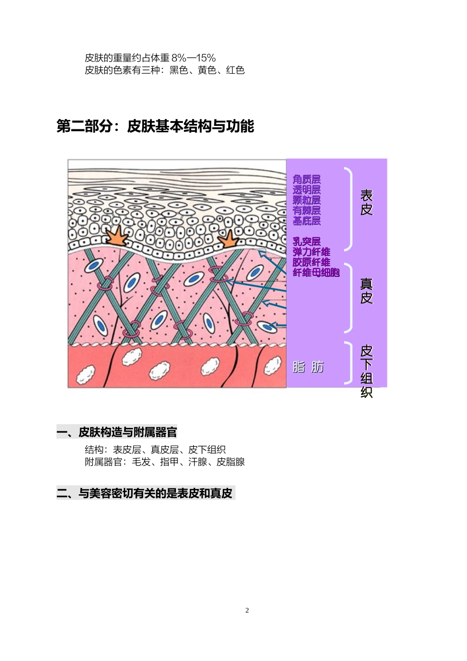 关于皮肤基础知识的详解...doc_第2页