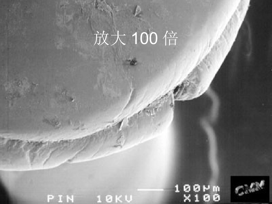 无处不在的细菌.ppt_第2页