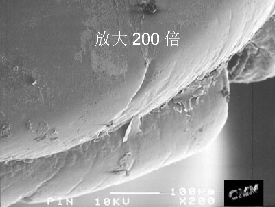 无处不在的细菌.ppt_第3页