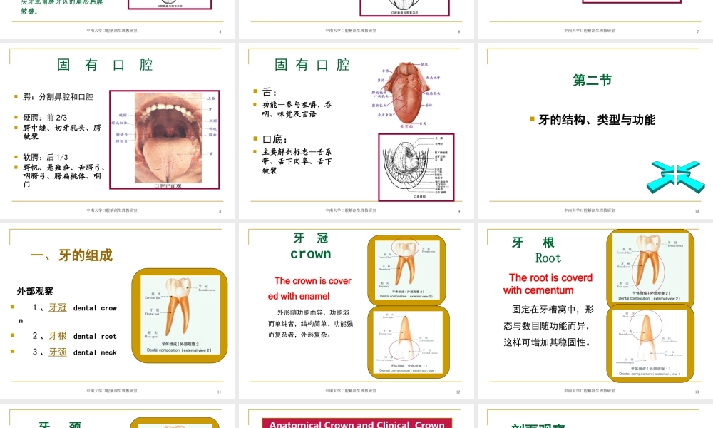 口腔基本结构.ppt