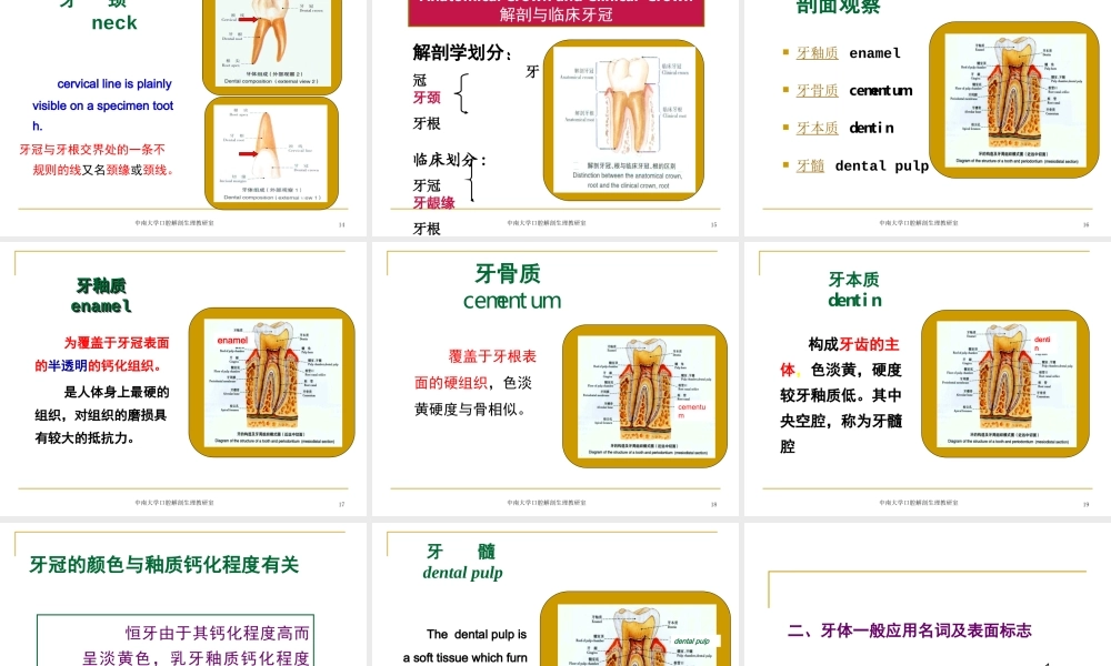 口腔基本结构.ppt