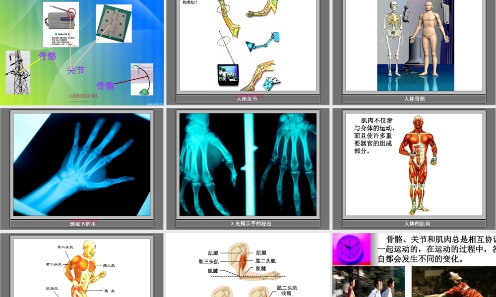 4.2《骨骼关节和肌肉》kejian.ppt