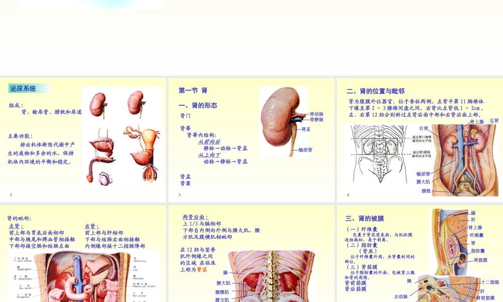 6-泌尿系统.ppt