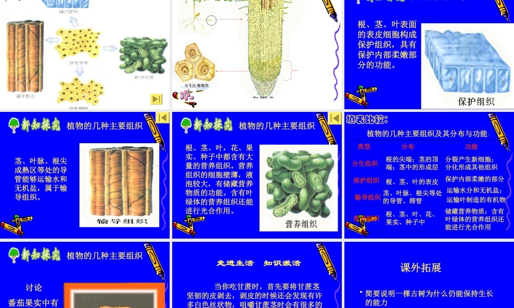 4.2细胞分化形成组织2.ppt