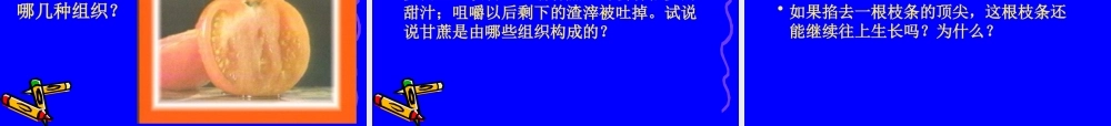 4.2细胞分化形成组织2.ppt