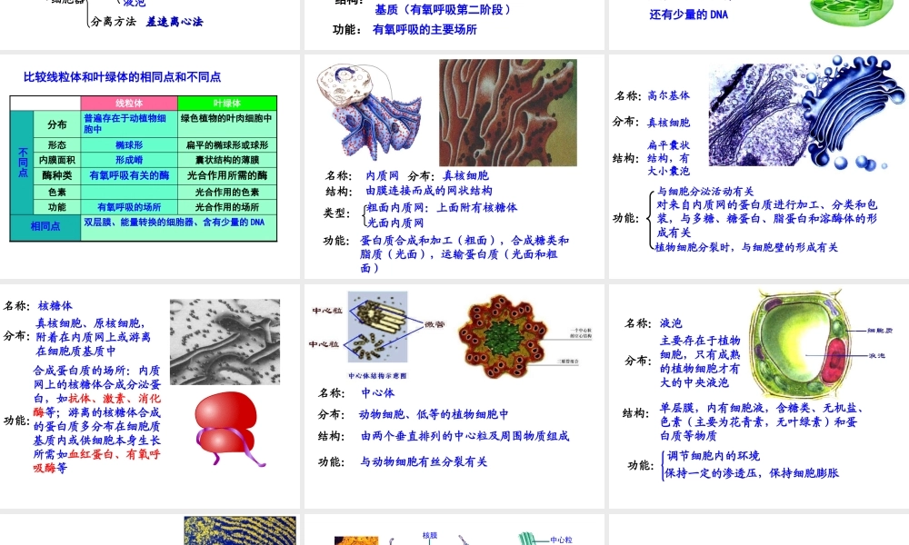6细胞器——系统内的分工合作.ppt