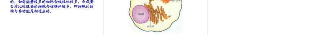 6细胞器——系统内的分工合作.ppt