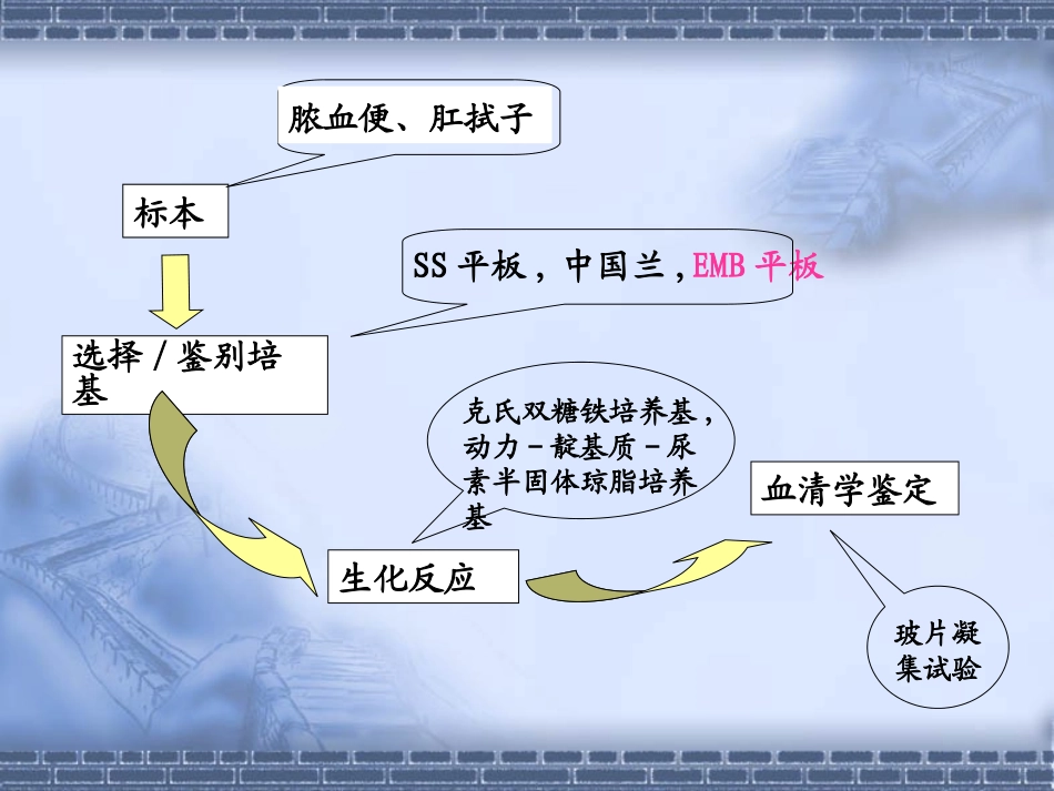 未知肠道杆菌的分离鉴定程序.ppt_第2页