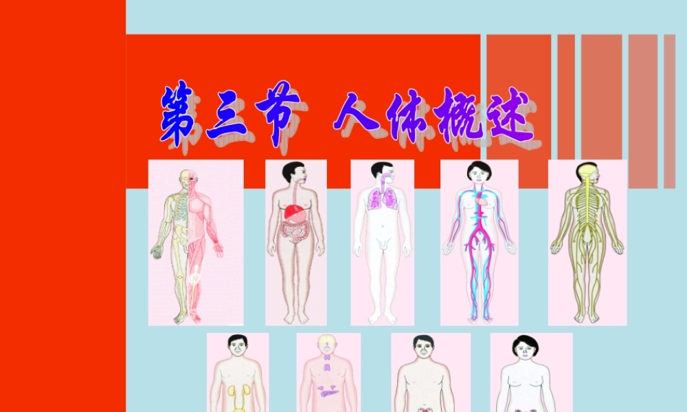 8.3人体概述(1).ppt