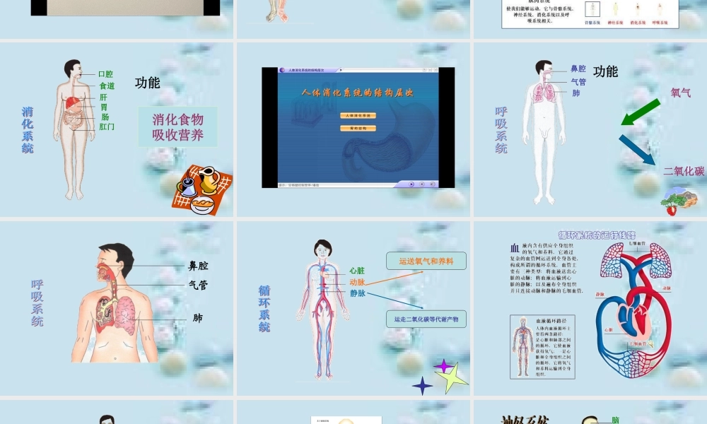 8.3人体概述(1).ppt