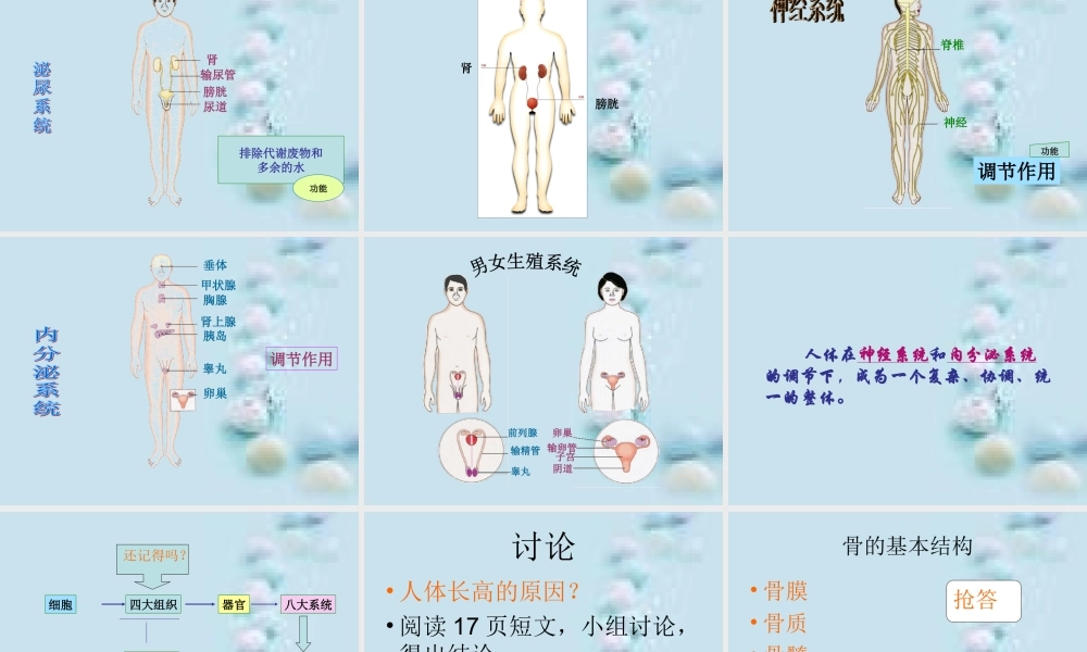 8.3人体概述(1).ppt